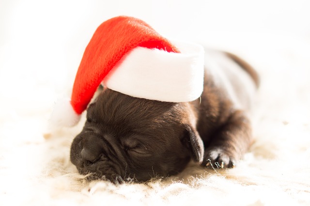 Festive Fur-Babies – Gifting Pets for Christmas