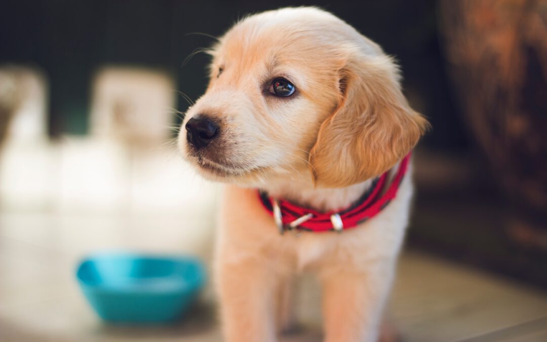 New Pet Checklist – How To Take The Best Care of Your New Fur-Baby