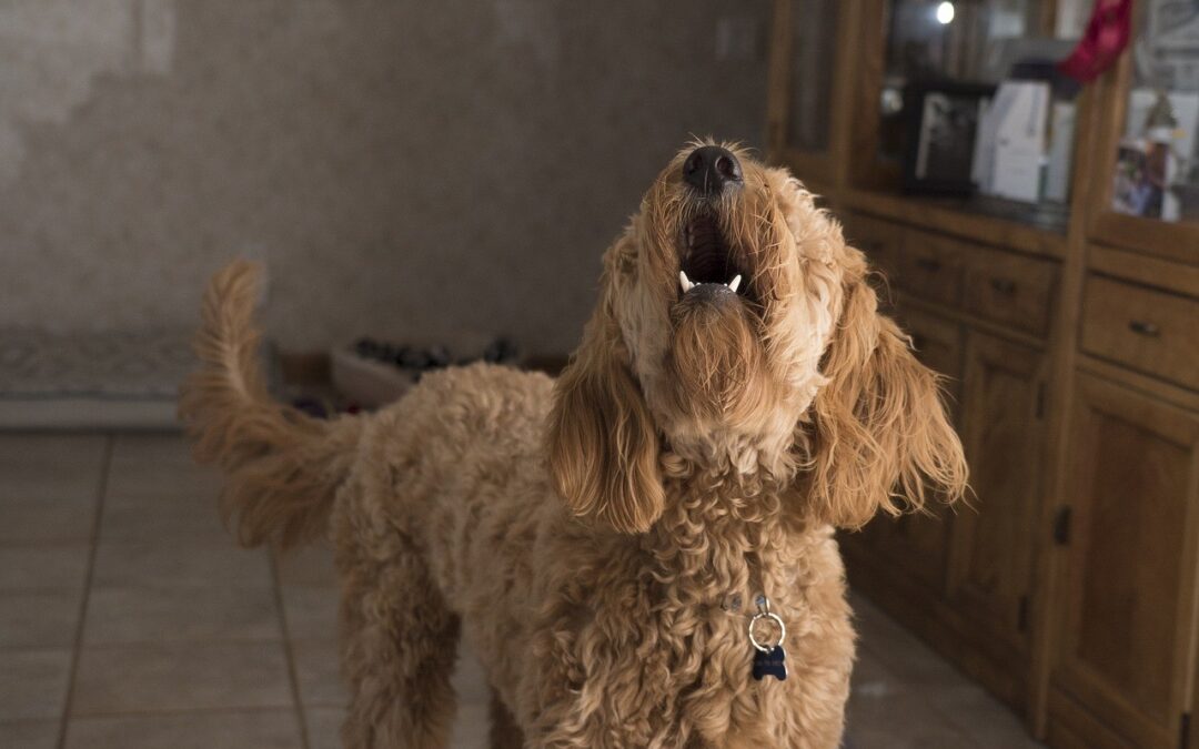 Excessive Barking – Why It’s Caused and What To Do