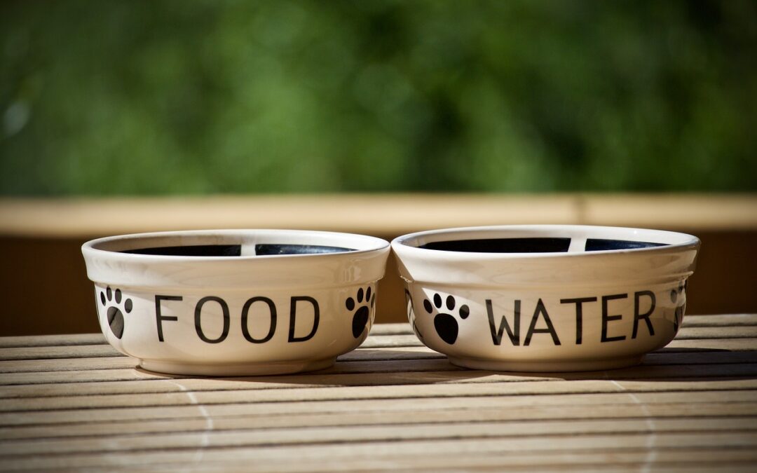 Grain Free Diet for Dogs ~ The Dangerous Fad We’ve Been Spoon-Fed