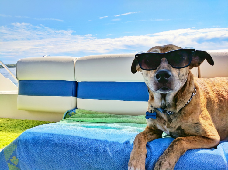 What to Look for in Dog/Cat Boarding Services for the Vacation Period