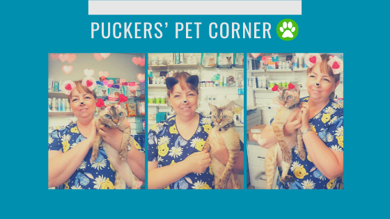 Welcome to Puckers’ Pet Corner 