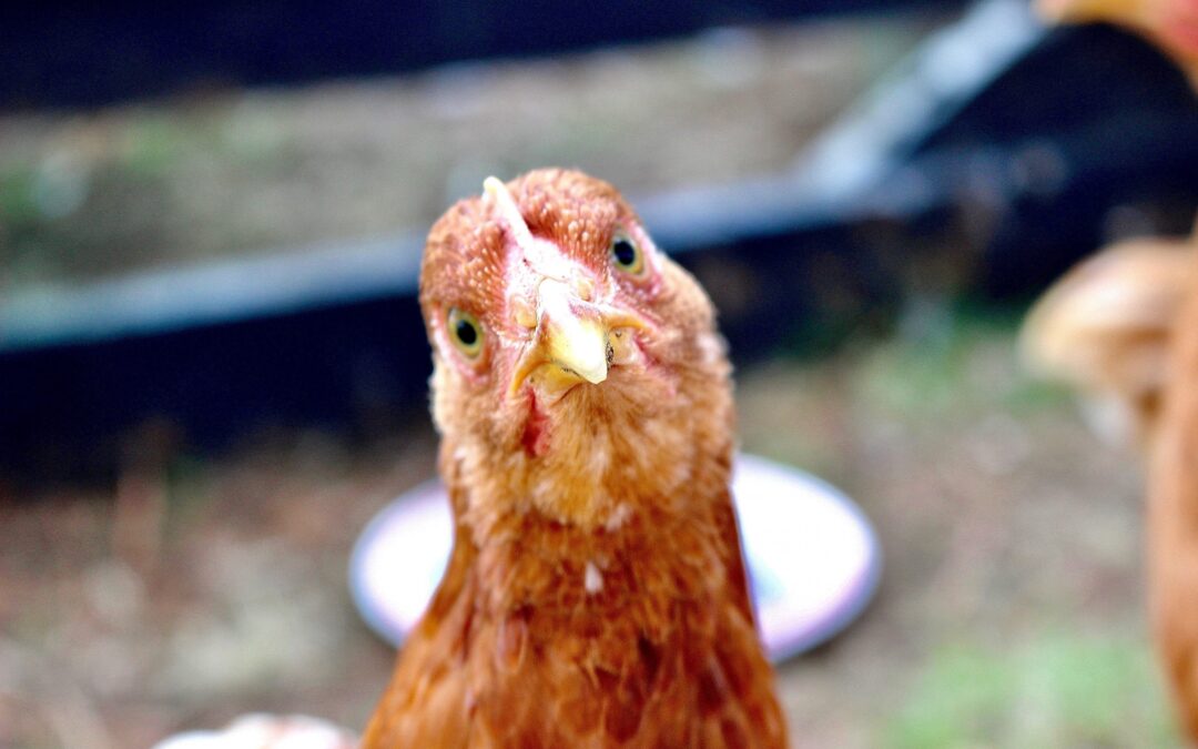 Chicken Fever – Feed Your Chooks for Success