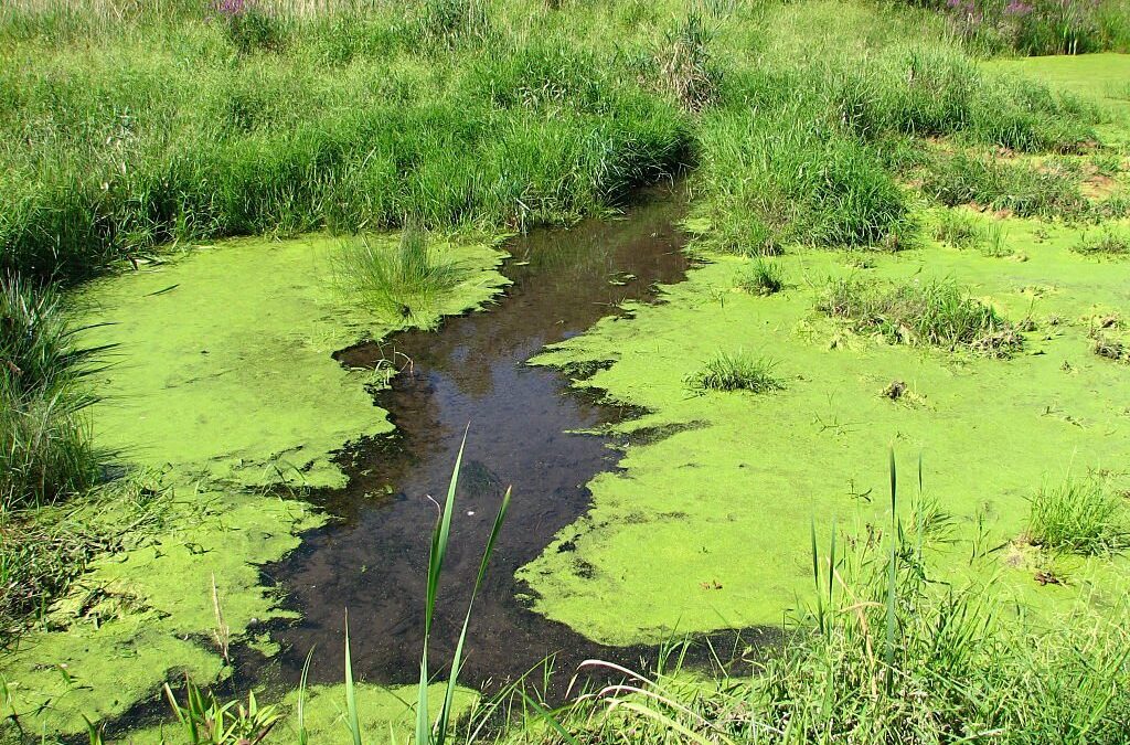 Blue-Green algae – what are the risks for your pets?