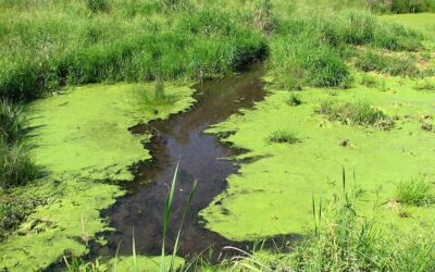 Blue-Green algae – what are the risks for your pets?
