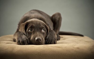 Anxiety in our pets