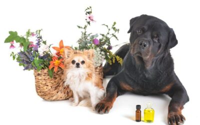 Essential oils: the pet friendly guide