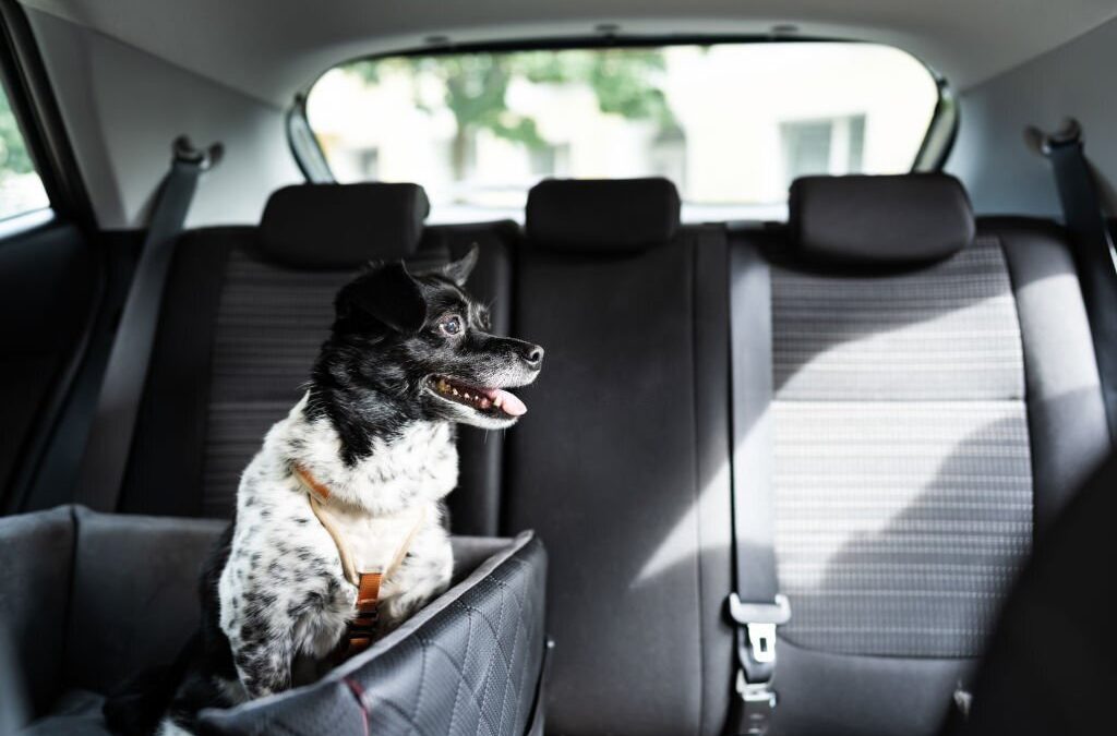 Keeping your pooch safe while driving – The Do’s and Don’ts
