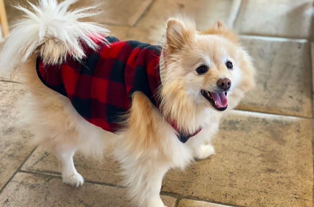 Winter is coming – Help your furry friends stay as cosy as you this winter!