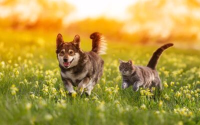 Spring is coming – how to prep your pet and avoid the itchy, scratchy season!  