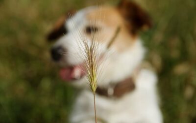The season of grass seeds and its impact on our dogs