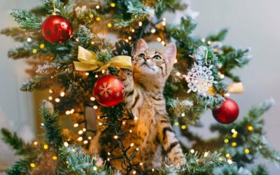 Christmas Mishaps for Pets: The Dangers Beneath the Christmas Tree