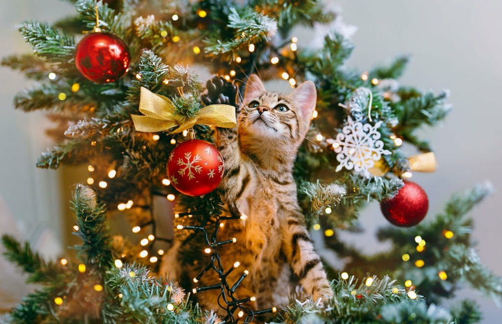 Christmas Mishaps for Pets: The Dangers Beneath the Christmas Tree
