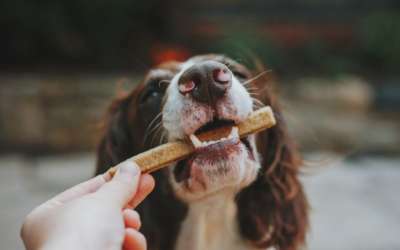 Pet Nutrition 101: Crafting Balanced Diets for Your Furry Friends