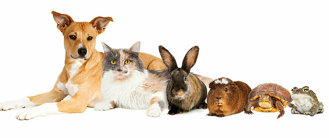 Understanding Pet Behaviour: Decoding Common Actions in Dogs, Cats, Rabbits, and Reptiles