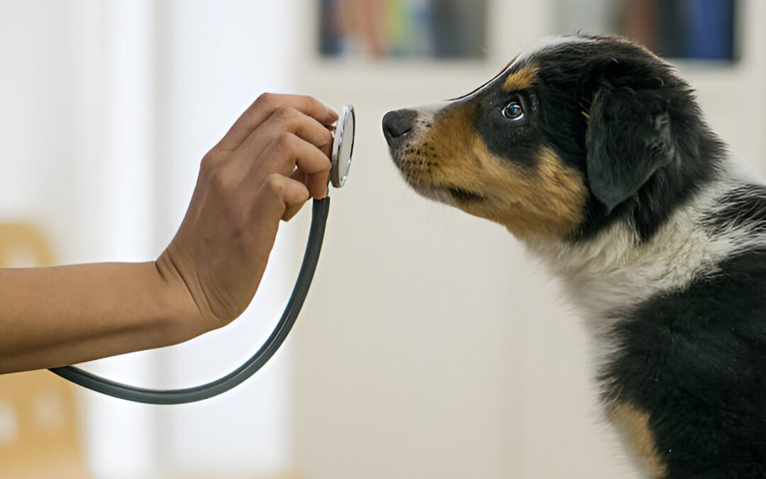 Your Guide to Practical Preventive Care for Pets